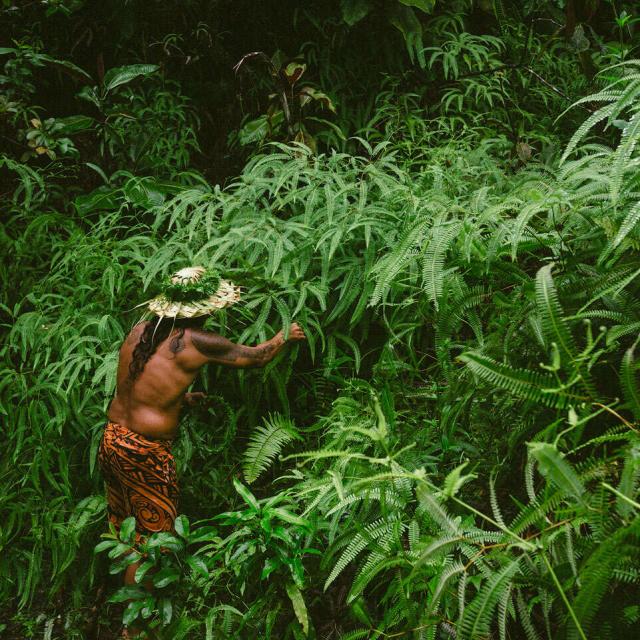 Vallée De Papenoo à Tahiti© Myles Mcguinness