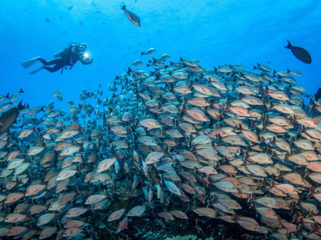 Banc De Poisson à Rangiroa - Tahiti Tourisme © Bernard Beaussier