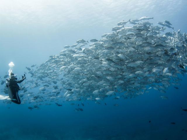 Carangues Aux Gros Yeux Omuri De Rangiroa - Tahiti Tourisme © Bernard Beaussier