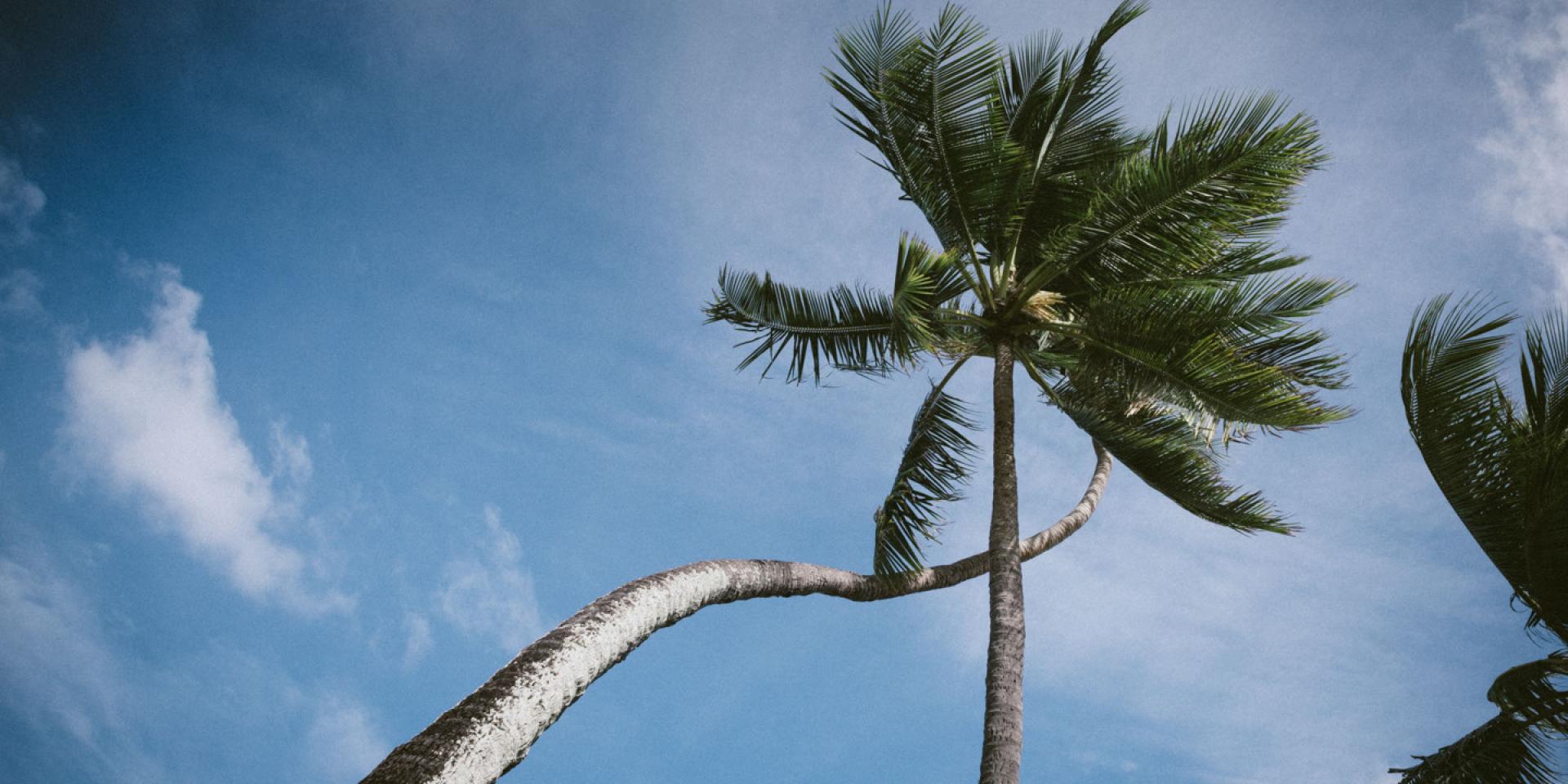 Coconut Tree Against The Sky - Tahiti Tourisme © Myles Mcguinness