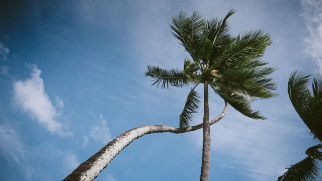 Cocotier Dans Le Ciel - Tahiti Tourisme © Myles Mcguinness