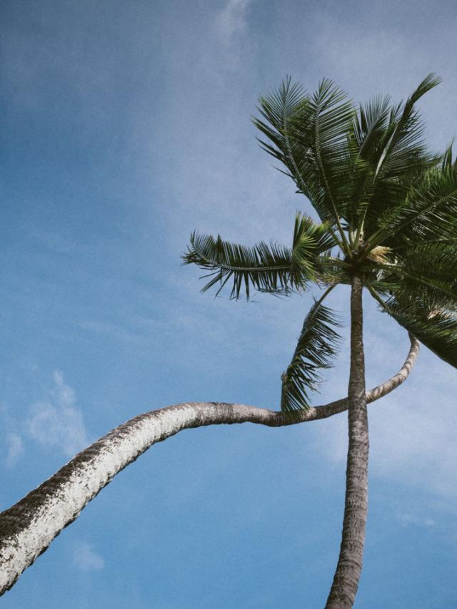 Cocotier Dans Le Ciel - Tahiti Tourisme © Myles Mcguinness