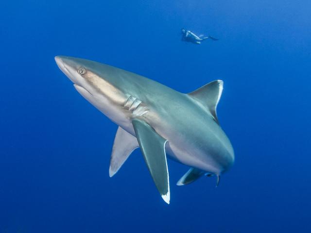 Fakarava Requin Tapete - Tahiti Tourisme © Bernard Beaussier