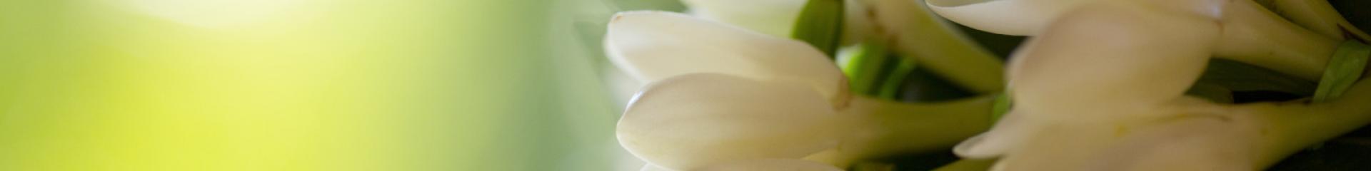 Tiare Flower Tahiti © Tahiti Tourisme