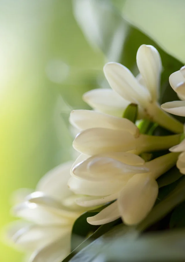 Fleur De Tiare Tahiti © Tahiti Tourisme