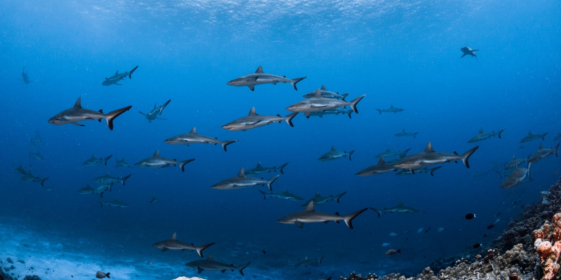 Wall of Sharks Fakarava Tahiti Tourisme © Grégory Lecoeur