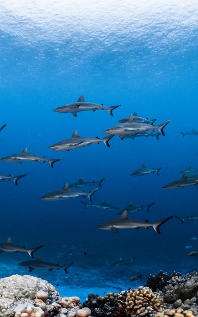 Mur De Requins Fakarava Tahiti Tourisme © Grégory Lecoeur