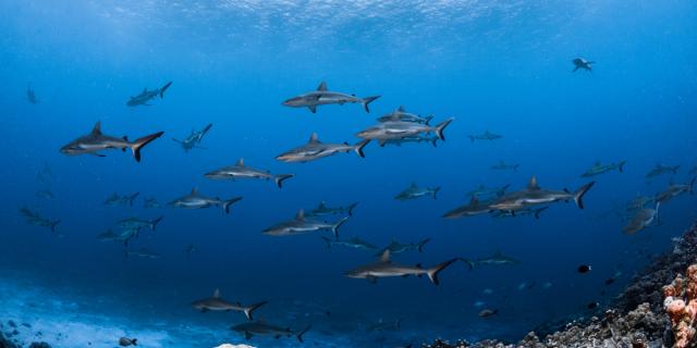 Mur De Requins Fakarava Tahiti Tourisme © Grégory Lecoeur