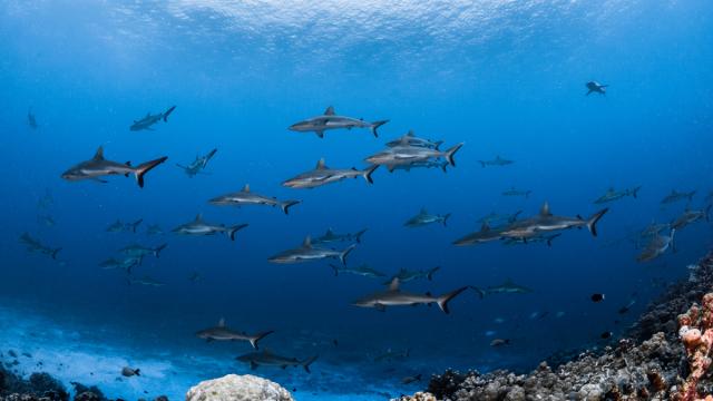 Mur De Requins Fakarava Tahiti Tourisme © Grégory Lecoeur