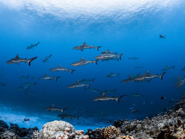 Mur De Requins Fakarava Tahiti Tourisme © Grégory Lecoeur