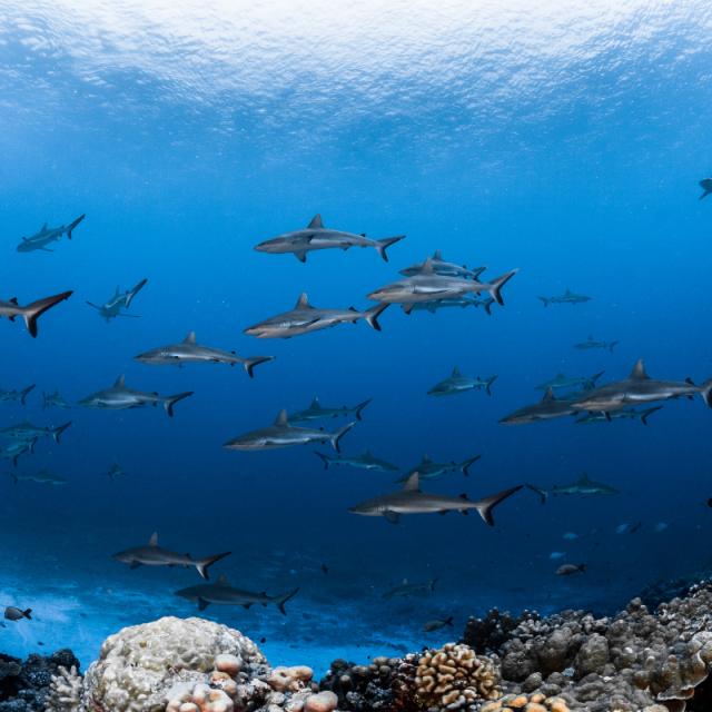 Mur De Requins Fakarava Tahiti Tourisme © Grégory Lecoeur