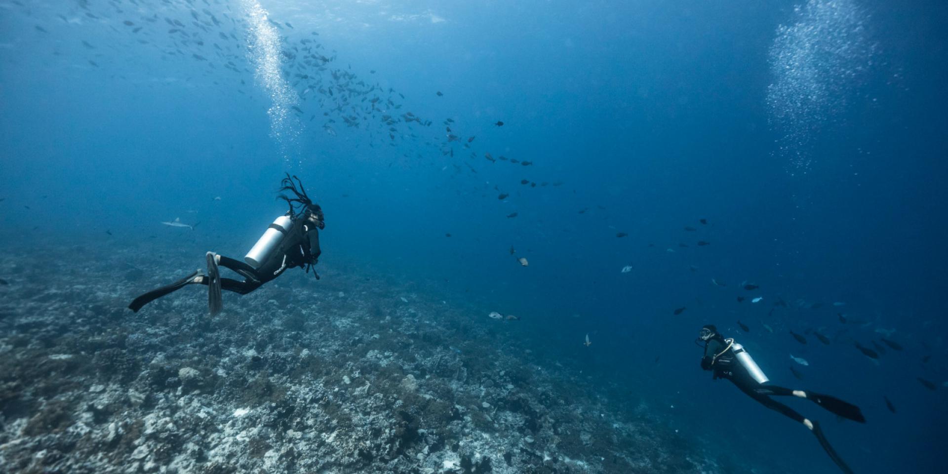 Diving In Fakarava - Tahiti Tourisme
