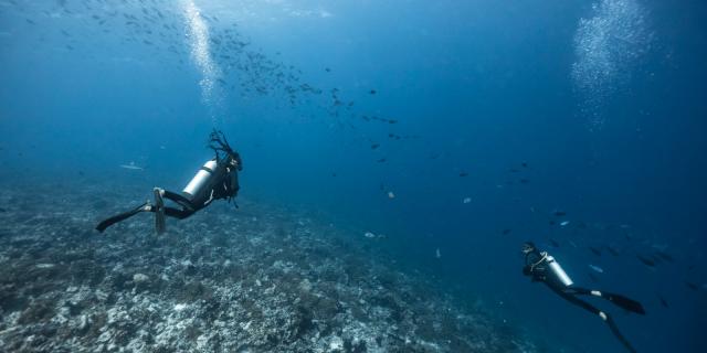 Plongée à Fakarava - Tahiti Tourisme © Alexandre Voyer