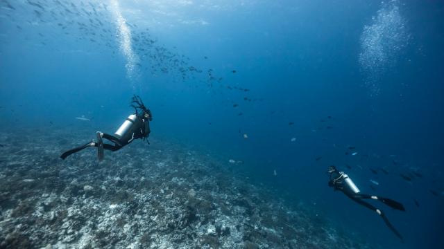 Plongée à Fakarava - Tahiti Tourisme © Alexandre Voyer