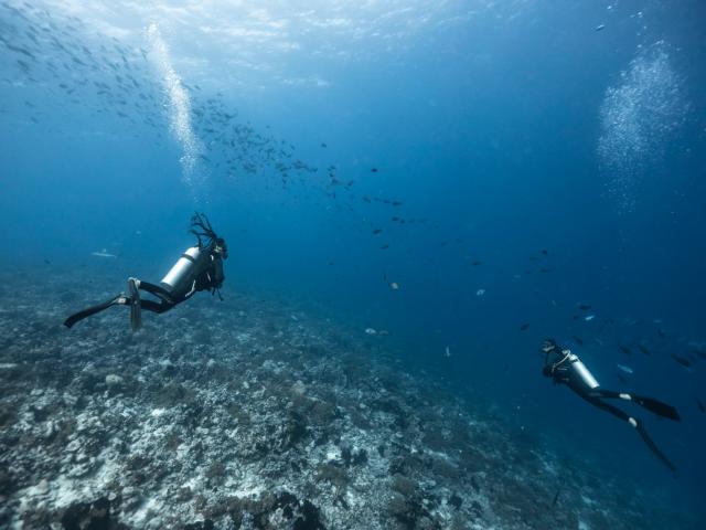 Plongée à Fakarava - Tahiti Tourisme © Alexandre Voyer