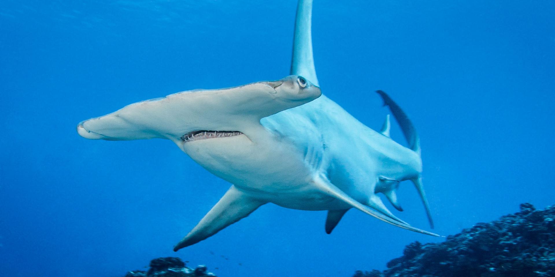 Hammerhead Shark In Rangiroa - Tahiti Tourisme