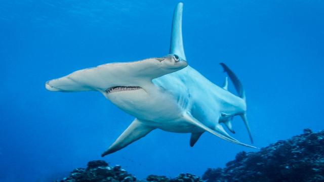 Requin Marteau à Rangiroa - Tahiti Tourisme