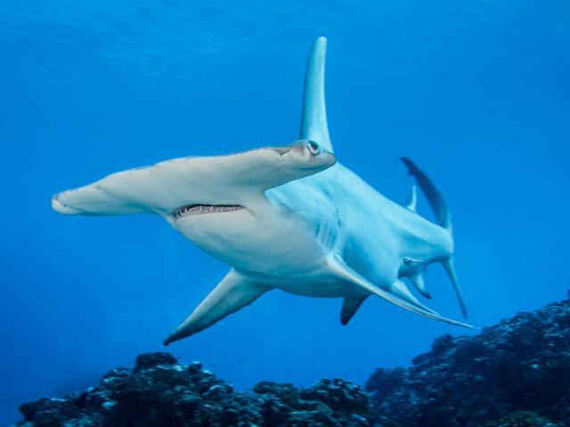 Requin Marteau à Rangiroa - Tahiti Tourisme