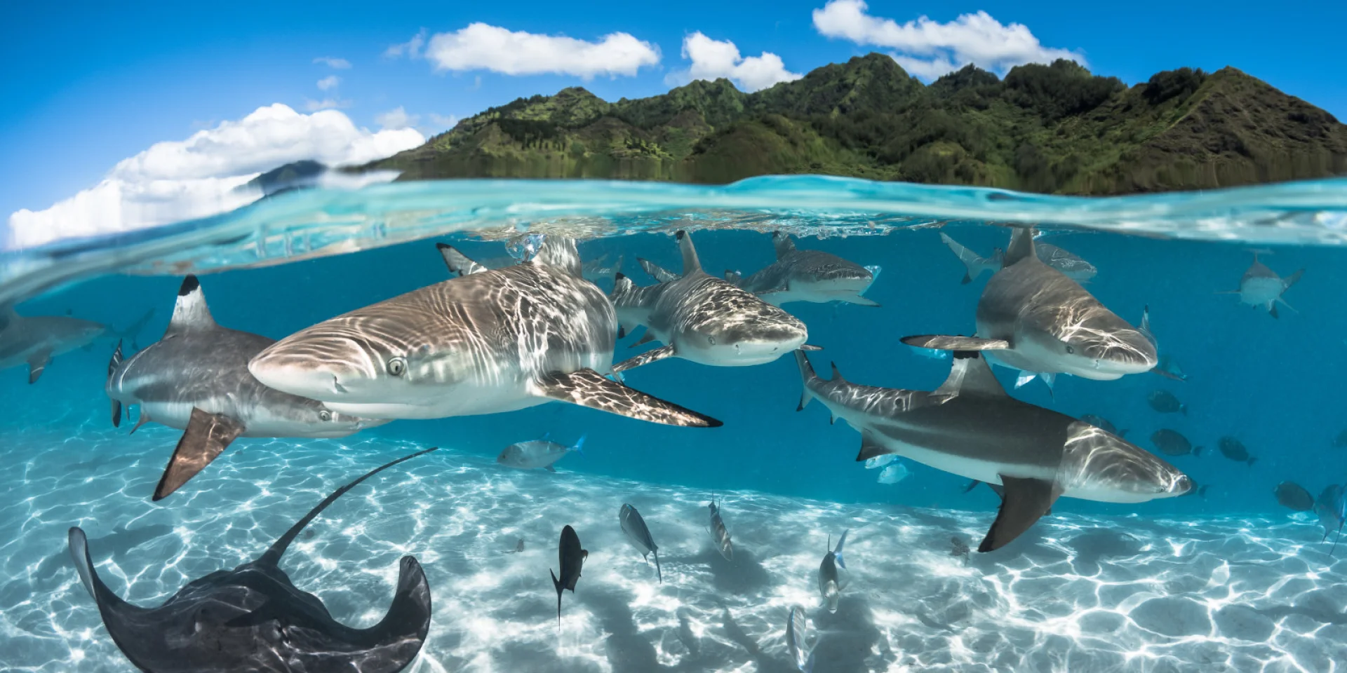 Requins à Pointe Noir - Tahiti Tourisme © Grégory Lecoeur