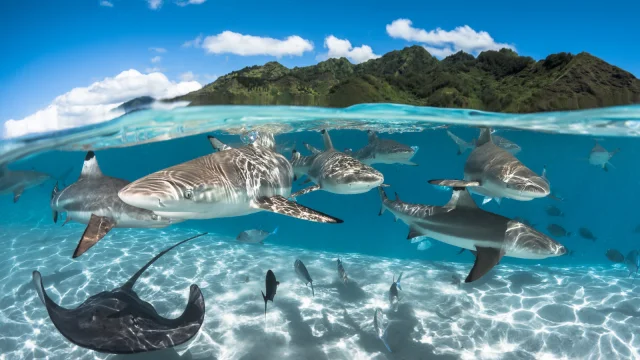 Requins à Pointe Noir - Tahiti Tourisme © Grégory Lecoeur