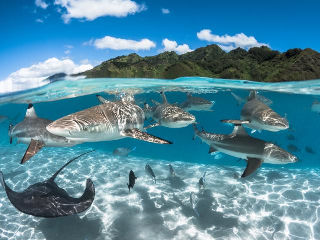 Requins à Pointe Noir - Tahiti Tourisme © Grégory Lecoeur