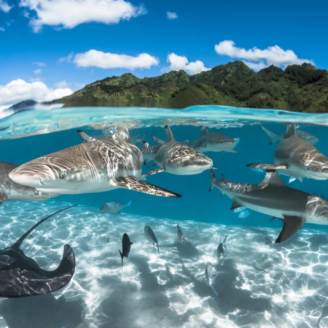 Requins à Pointe Noir - Tahiti Tourisme © Grégory Lecoeur