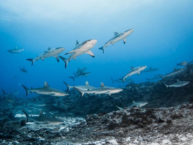 Requins Gris De Rangiroa Raira - Tahiti Tourisme © Bernard Beaussier