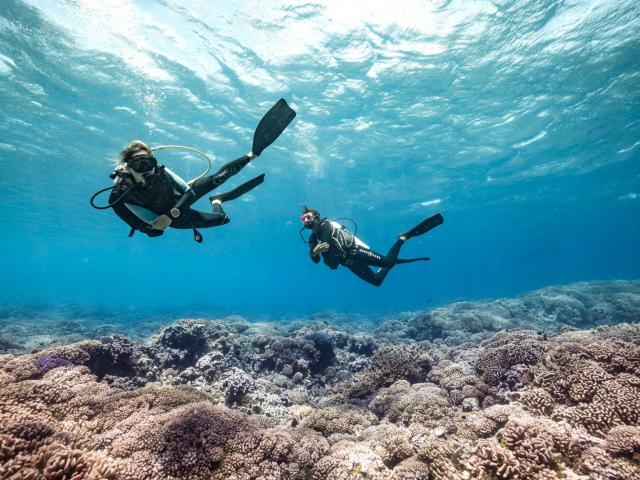 Diving in Fakarava - Tahiti Tourisme © Alexandre Voyer