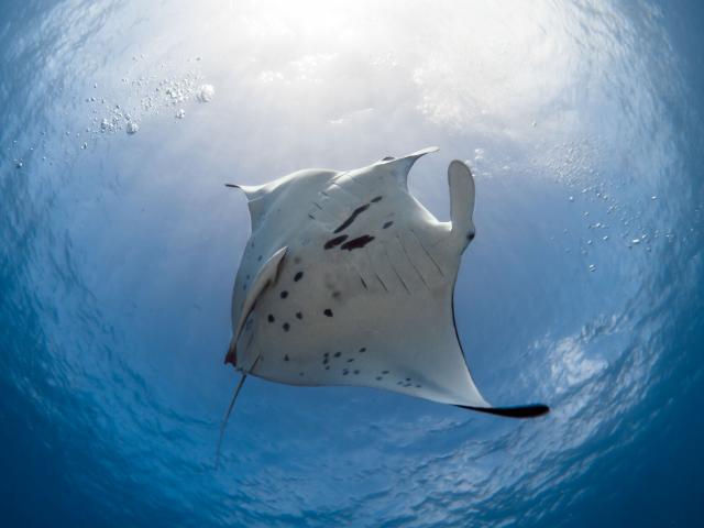 Raie Manta À Fakarava - Tahiti Tourisme © Frédérique Legrand