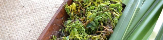 Des fleurs de ylang-ylang pour la réalisation du mono'i © Tahiti Tourisme