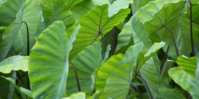 Plants de Taro à Rurutu