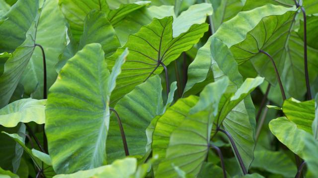 Plants de Taro à Rurutu