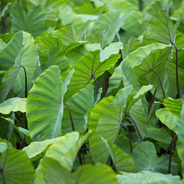 Plants de Taro à Rurutu