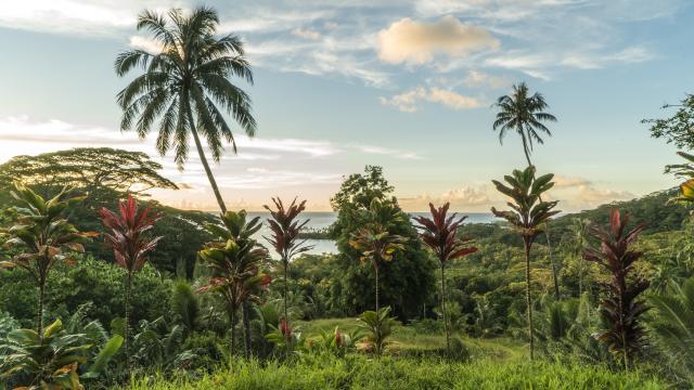 P2 08 Raiatea Dsc01905 © Audrey Svoboda