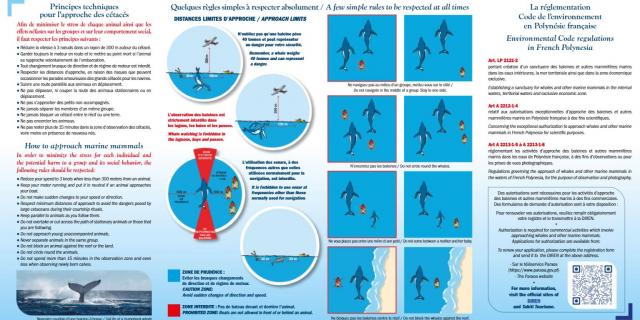 Règles d'observation des mammifères marins en Polynésie française